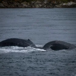 Humpback Whales Surfacing