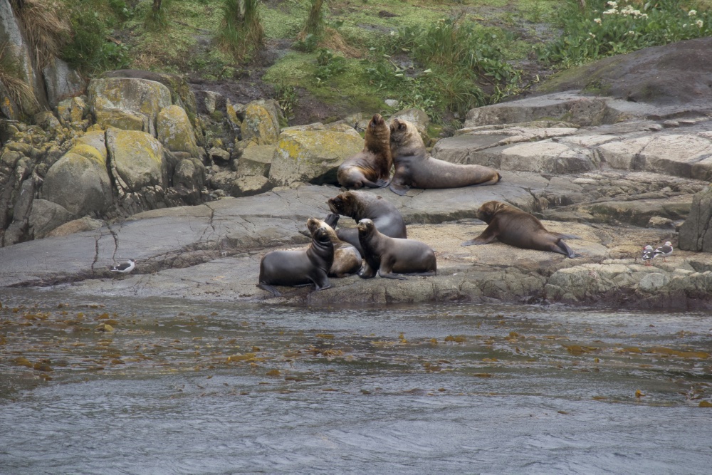 Sea Lion Family