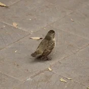 Galapagos Ground Finch
