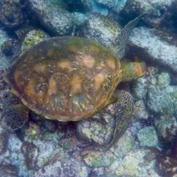 Green Sea Turtle Encounter