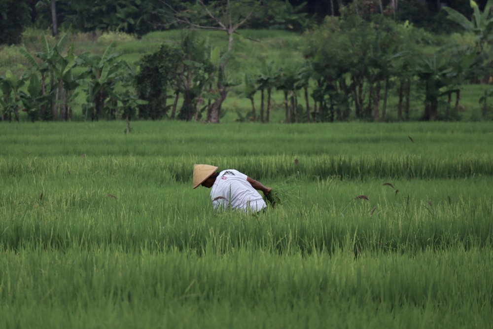 Worker In Rice Paddy