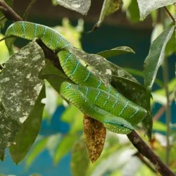 Bornean Keeled Green Pit Viper