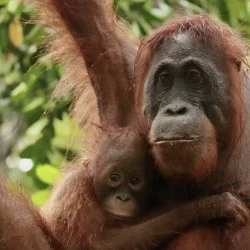 Orangutan Mother with Baby