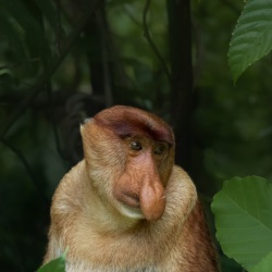 Solitary Proboscis Monkey