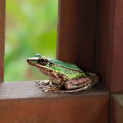 Green Paddy Frog