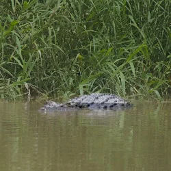 Adult Saltwater Crocodile