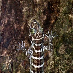 Thin Banded Forest Gecko