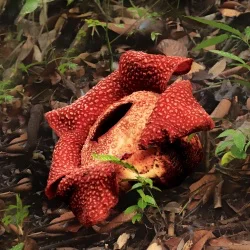 Rafflesia Keithii