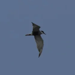 Gull-Billed Tern