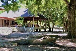 Komodo Dragons are the largest reptile on the planet