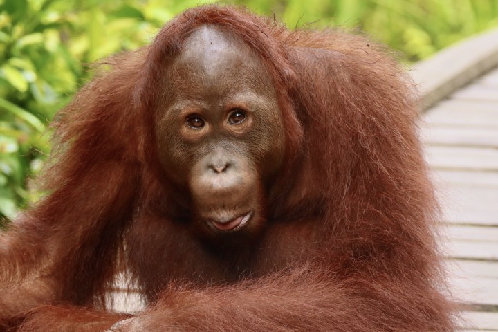 The Experience of a Lifetime: Meeting Orangutan in Kalimantan
